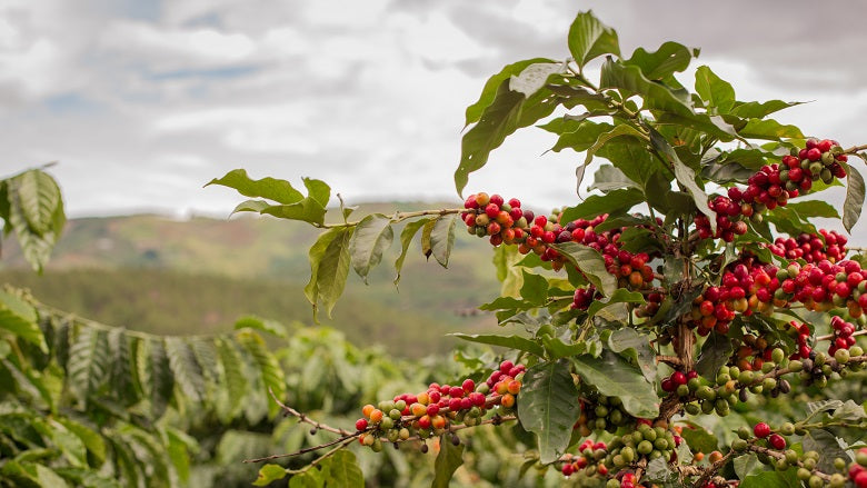 Why Buy Ethiopian Coffee?